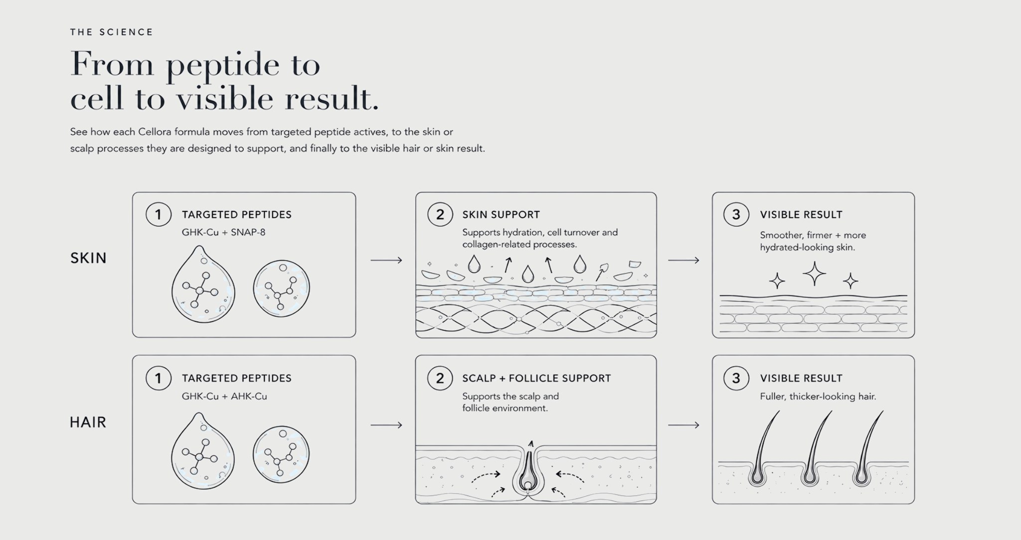 From peptide to cell to visible result. Skin: GHK-Cu and SNAP-8, then support for hydration, cell turnover and collagen-related processes, then smoother, firmer and more hydrated-looking skin. Hair: GHK-Cu and AHK-Cu, then scalp and follicle support, then fuller, thicker-looking hair.